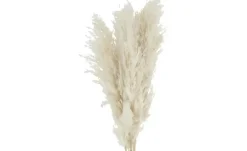 ASA SELECTION Trockenblumen | Pampasgras | Höffner