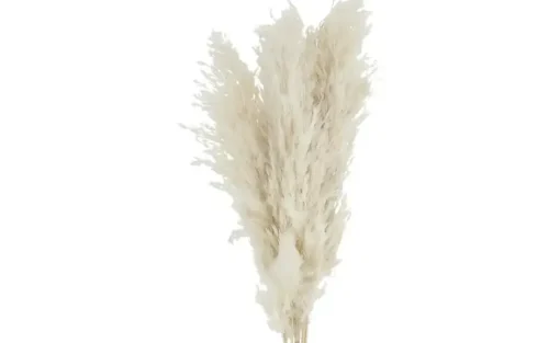 ASA SELECTION Trockenblumen | Pampasgras | Höffner