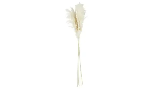 ASA SELECTION Trockenblumen | Pampasgras | Höffner