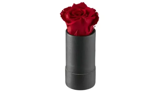 Infinity Rose  My Flowers | Möbel Höffner