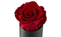 Infinity Rose  My Flowers | Möbel Höffner