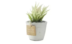 Sukkulente im Zementtopf | 15 cm | Möbel Höffner