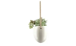 Sukkulentenmix | 13 cm | Möbel Höffner